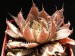 Haworthia decipiens.jpg