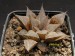 Haworthia emelyae v.major.jpg