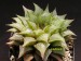 Haworthia emelyae v.multifolia.jpg