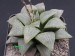 Haworthia emelyae.jpg