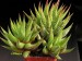 Haworthia glabrata.jpg