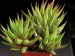 Haworthia glabrata.jpg