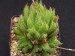 Haworthia gracilis v.isabellae.jpg