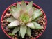 Haworthia gracilis v.picturata, RSA, W of Patensie.jpg