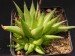 Haworthia chloracantha, RSA, Gouritz Gotz.jpg