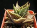 Haworthia limifolia f.stolonifera.jpg