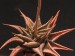 Haworthia limifolia.jpg