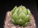 Haworthia lockwoodii, RSA, Floriskraal Dom.jpg