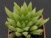 Haworthia maculata v.intermedia.jpg