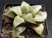 Haworthia magnifica, RSA, NE of Riversdale.jpg