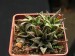 Haworthia maraisii.jpg