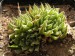 Haworthia marumiana.jpg