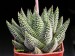 Haworthia minima.jpg