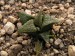 Haworthia mirabilis v.badia, RSA, Napier.jpg