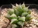 Haworthia mirabilis v.paradoxa 2.jpg