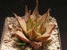 Haworthia mirabilis v.triebneriana.jpg