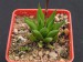 Haworthia monticola v.asema, RSA, Buttelskloot.jpg