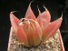 Haworthia mucronata v.habdomadis.jpg