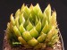 Haworthia mucronata.jpg