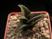 Haworthia nigra, E of Adelaide.jpg