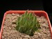 Haworthia nortieri  v.pehlemannii,  N of Laingsburg.jpg