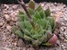 Haworthia nortieri v.globosiflora, RSA, W of Sutherland.jpg