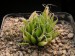 Haworthia nortieri, RSA, Ouberg.jpg