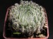 Haworthia odetteae, RSA, De Rust.jpg
