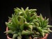 Haworthia parksiana.jpg