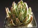 Haworthia pumila.jpg