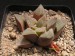 Haworthia pygmaea, RSA, Mossel Bay.jpg