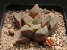 Haworthia pygmaea, RSA, Mossel Bay.jpg