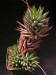 Haworthia reinwardtii v.chalumnensis.jpg