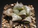 Haworthia retusa 1.jpg