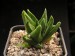 Haworthia scabra v.morrisae.jpg