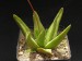 Haworthia scabra v.starkiana.jpg