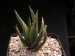 Haworthia scabra, RSA, Avontuur.jpg