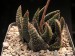 Haworthia scabra.jpg