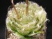 Haworthia semiviva, RSA, between Middlepus and Sutherland.jp