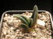 Haworthia sordida.jpg