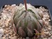 Haworthia sp., RSA, Joubertina.jpg