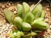 Haworthia turgida.jpg