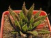 Haworthia variegata v.modesta, RSA, Bredasdorp.jpg