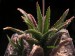 Haworthia venosa v.woolleyi.jpg