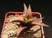 Haworthia viscosa f.beanii, RSA, NE of Patensie.jpg