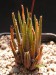 Haworthia wittebergensis, RSA, Rooinek.jpg