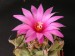 Turbinicarpus alonsoi.jpg