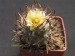 Turbinicarpus flaviflorus.jpg