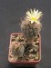 Turbinicarpus krainzianus f.minimus.jpg