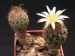 Turbinicarpus krainzianus.jpg